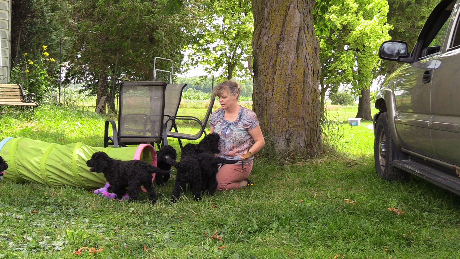 Paula Breeder of Barbet Service Dogs and Therapy dogs